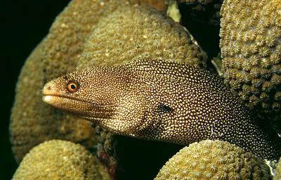 Goldentail moray (Gymnothorax miliaris)