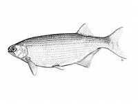 Goldeye (Hiodon alosoides)
