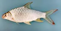 Goldfin tinfoil barb (Hypsibarbus malcolmi)