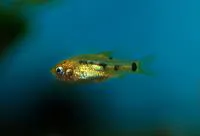 Goldfinned barb (Puntius sachsii)