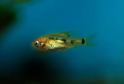 Goldfinned barb (Puntius sachsii)