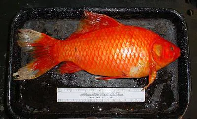 Goldfish (Carassius auratus auratus)