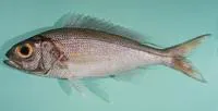 Goldflag jobfish (Pristipomoides auricilla)