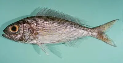 Goldflag jobfish (Pristipomoides auricilla)
