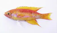 Goldie (Callanthias legras)