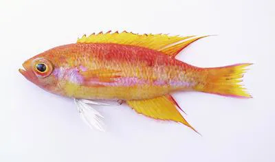 Goldie (Callanthias legras)