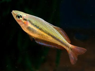 Goldie River rainbowfish (Melanotaenia goldiei)
