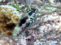 Goldline blenny (Malacoctenus aurolineatus)