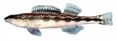 Goldline darter (Percina aurolineata)