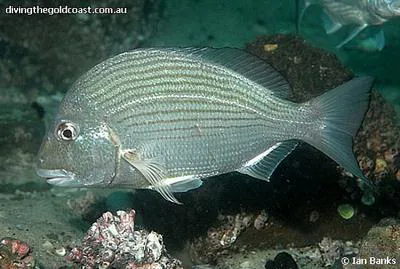 Goldlined seabream (Rhabdosargus sarba)