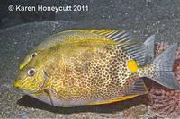 Goldlined spinefoot (Siganus guttatus)