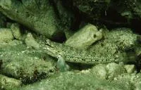 Goldman's goby (Istigobius goldmanni)