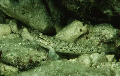 Goldman's goby (Istigobius goldmanni)