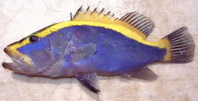 Goldribbon soapfish (Aulacocephalus temminckii)
