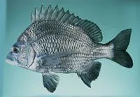 Goldsilk seabream (Acanthopagrus berda)