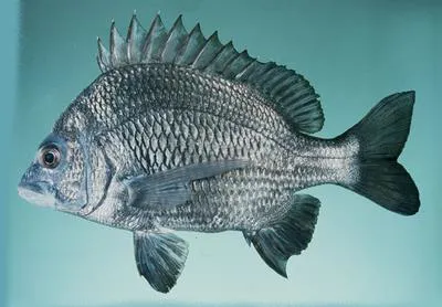 Goldsilk seabream (Acanthopagrus berda)