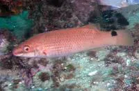 Goldsinny-wrasse (Ctenolabrus rupestris)