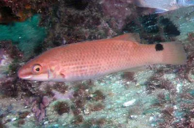 Goldsinny-wrasse (Ctenolabrus rupestris)