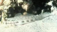 Goldspot goby (Gnatholepis thompsoni)