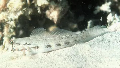 Goldspot goby (Gnatholepis thompsoni)