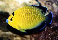 Goldspotted angelfish (Apolemichthys xanthopunctatus)