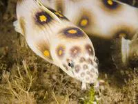 Goldspotted eel (Myrichthys ocellatus)