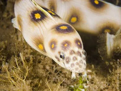 Goldspotted eel (Myrichthys ocellatus)