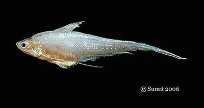 Goldspotted grenadier anchovy (Coilia dussumieri)