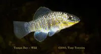 Goldspotted killifish (Floridichthys carpio)