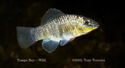 Goldspotted killifish (Floridichthys carpio)