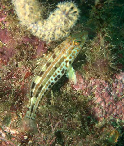 Goldspotted sand bass (Paralabrax auroguttatus)