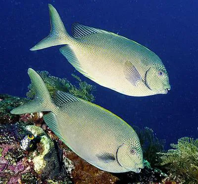 Goldspotted spinefoot (Siganus punctatus)