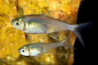 Goldstripe characin (Creagrutus beni)
