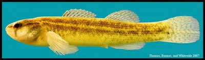 Goldstripe darter (Etheostoma parvipinne)