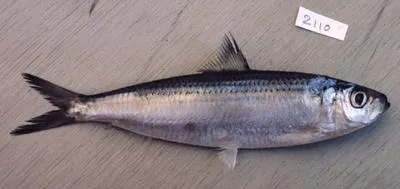 Goldstripe sardinella (Sardinella gibbosa)