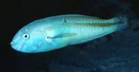 Goldstripe wrasse (Halichoeres zeylonicus)