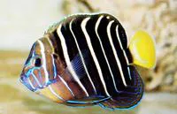 Goldtail angelfish (Pomacanthus chrysurus)