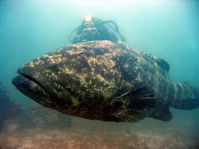 Goliath grouper (Epinephelus itajara)
