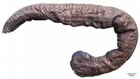 Goliath hagfish (Eptatretus goliath)