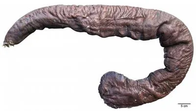 Goliath hagfish (Eptatretus goliath)