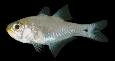 Gon's cardinalfish (Archamia bleekeri)
