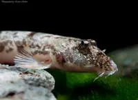 Gongota loach (Canthophrys gongota)