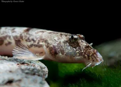 Gongota loach (Canthophrys gongota)