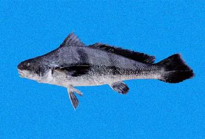 Goode croaker (Paralonchurus goodei)