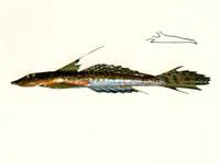 Goodlad's stinkfish (Callionymus goodladi)