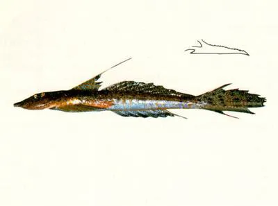 Goodlad's stinkfish (Callionymus goodladi)