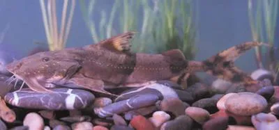 Goonch (Bagarius bagarius)