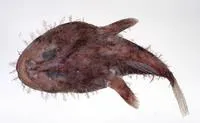 Goosefish (Lophiodes naresi)