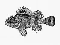 Goosehead scorpionfish (Scorpaena bergii)