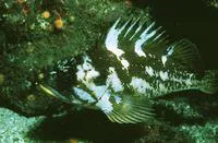 Gopher rockfish (Sebastes carnatus)